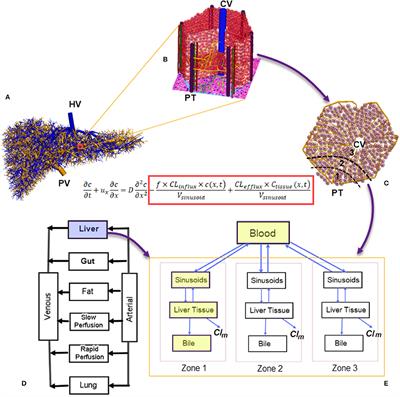 Virtual Lobule Models Are the Key for Multiscale Biomechanical and Pharmacological Modeling for the Liver